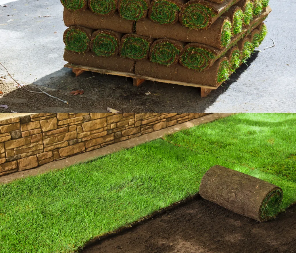 Rolled sod installed by Staples Lawn Care for a new lawn